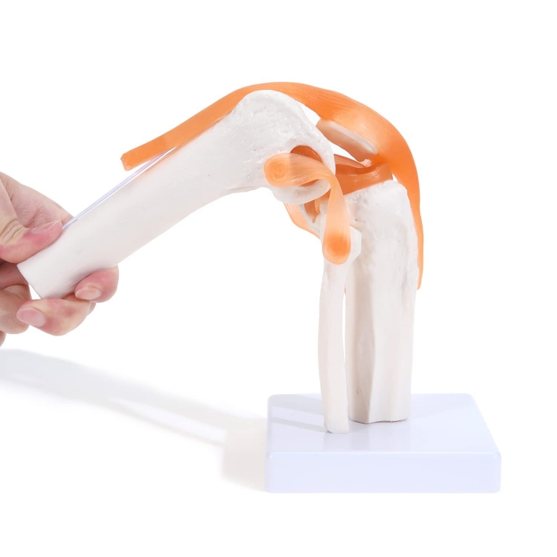 Knee Joint Model With Flexible Ligaments (Life Size) For Anatomical ...